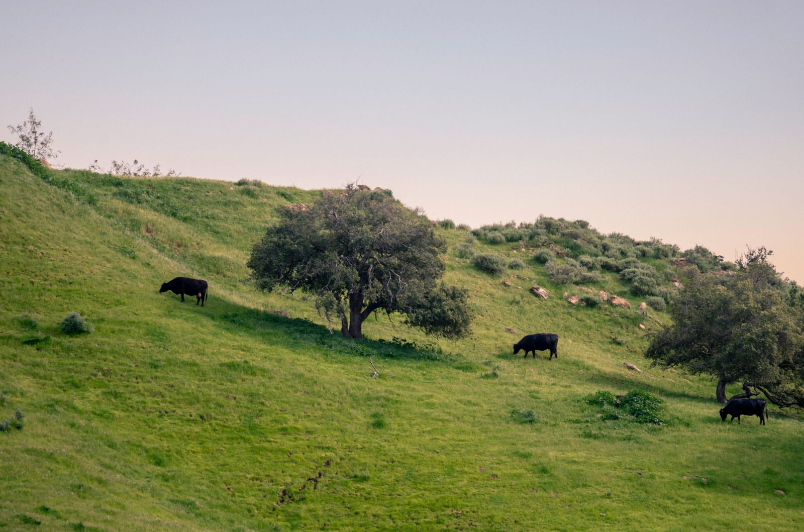 Rolling hills and hillside neighborhoods in Chino Hills, California